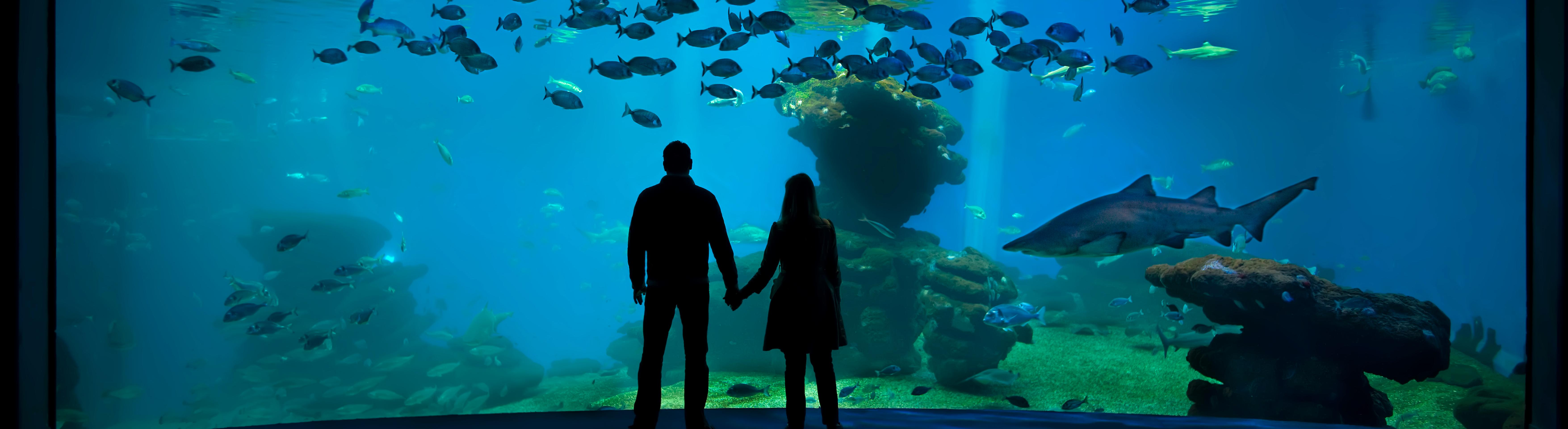 Journée à Palma Aquarium – transferts inclus